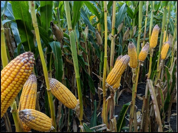 10-04-22 OSU corn Picture1_3.jpg