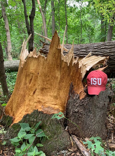 Fallen tree next to ISU hat