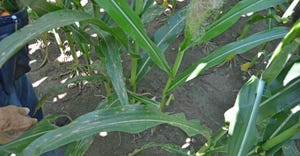 closeup of corn in the field
