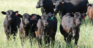 beef cows in field