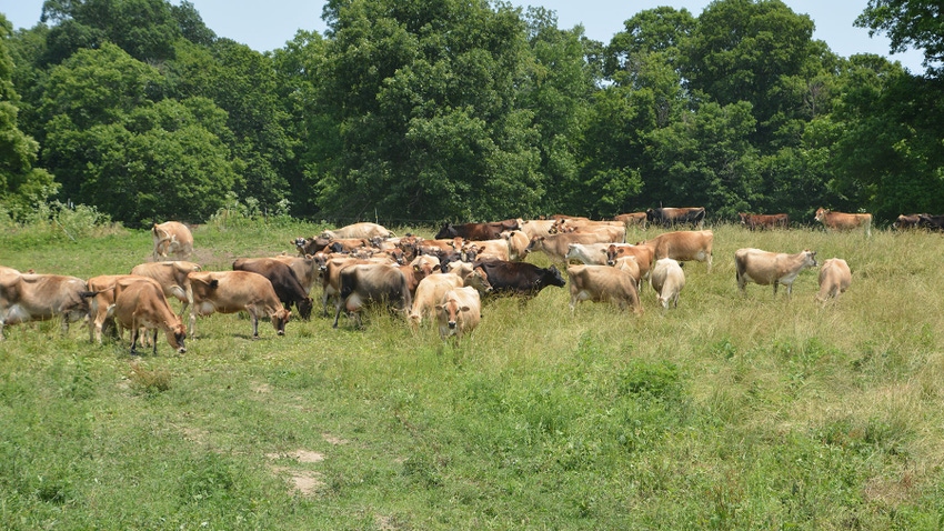 Cows grazing in a pasture