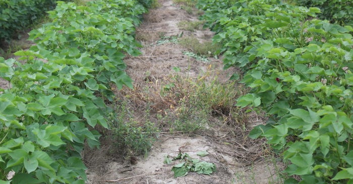 Weeds in wide-row cotton