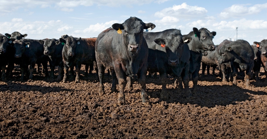 black cattle in muddy enclosure