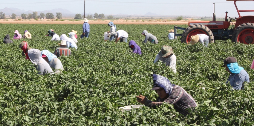 Arizona farmworkers Arizona farmworkers