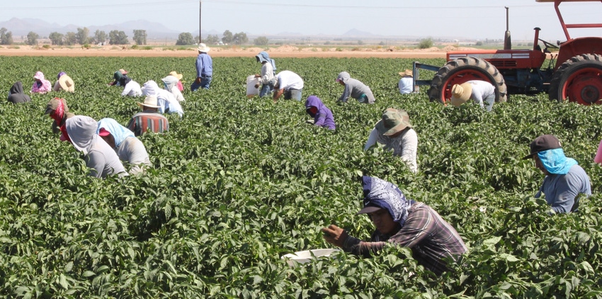 Arizona farmworkers