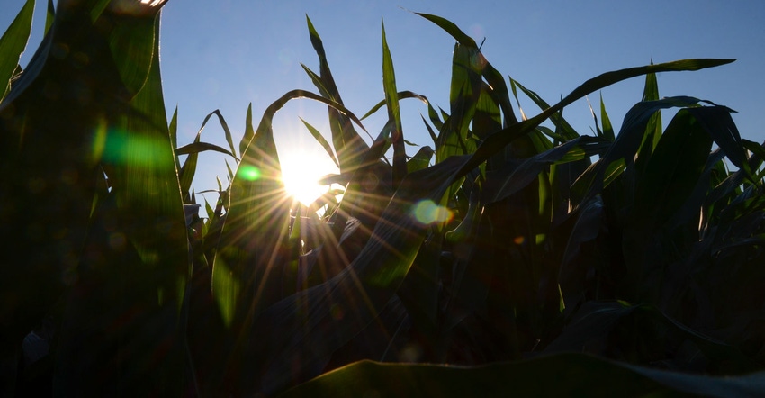 Sunrise through corn leaves