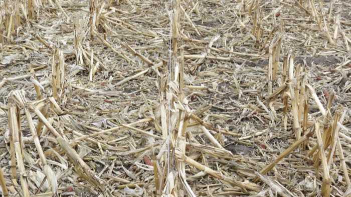 Mary Drewnoski, UNL - an electric fence line separating, there are fewer husks available because cattle have been grazing that residue. On the other side is what it should look like when producers go to put cattle out on stalks
