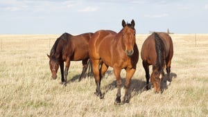 three horses standing in a field