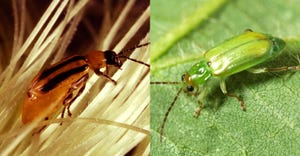 Western corn rootworm beetle and North corn rootworm beetle