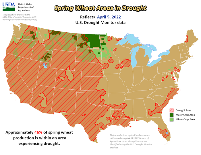 Spring wheat areas in drought