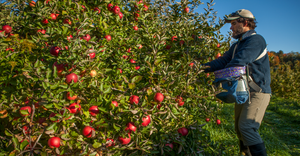 A farm laborer works harvesting apples