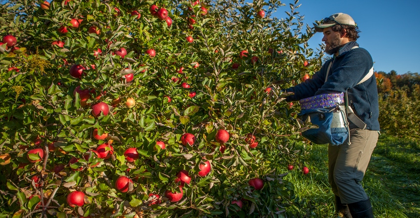 A farm laborer works harvesting apples