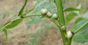Pecan-stem phylloxera-galls-web.JPG