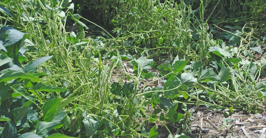 soybean plants with hail damage