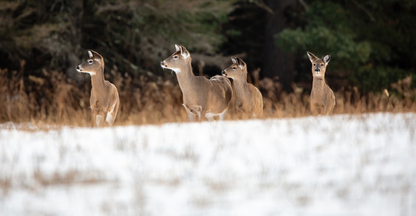 White-tailed deer alert in snow-covered field White-tailed deer alert in snow-covered field