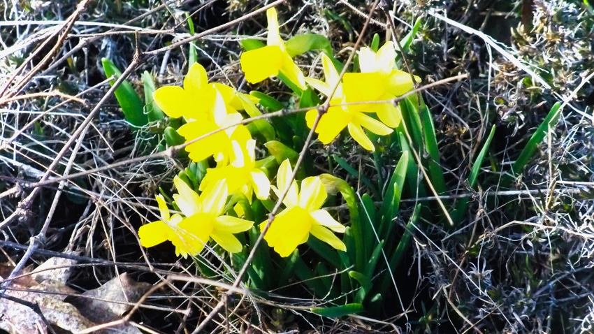 tete-tete daffodils tete-tete daffodils