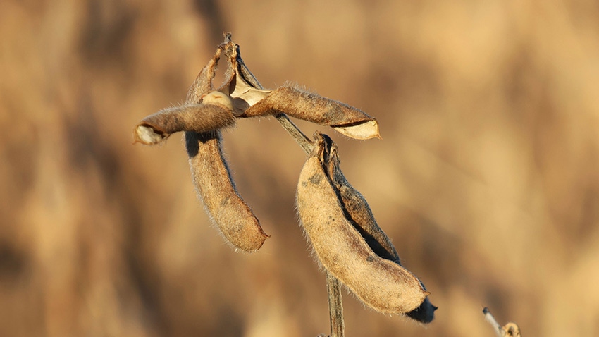 A close up of soybean pods on a stem