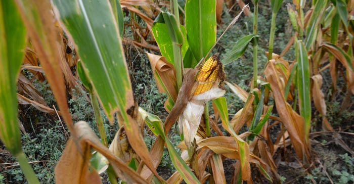 Close up of a nice corn ear in the Peckman's plot 