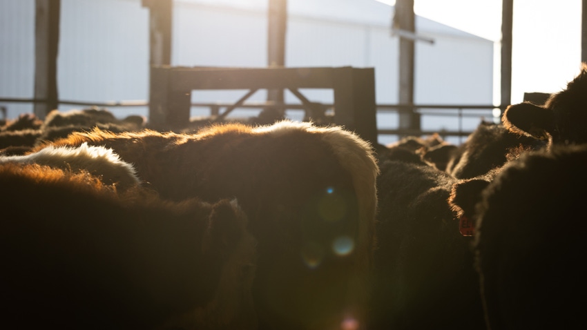  sun shining over barn onto cattle in barn