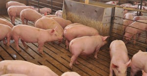 close up of hogs in pen