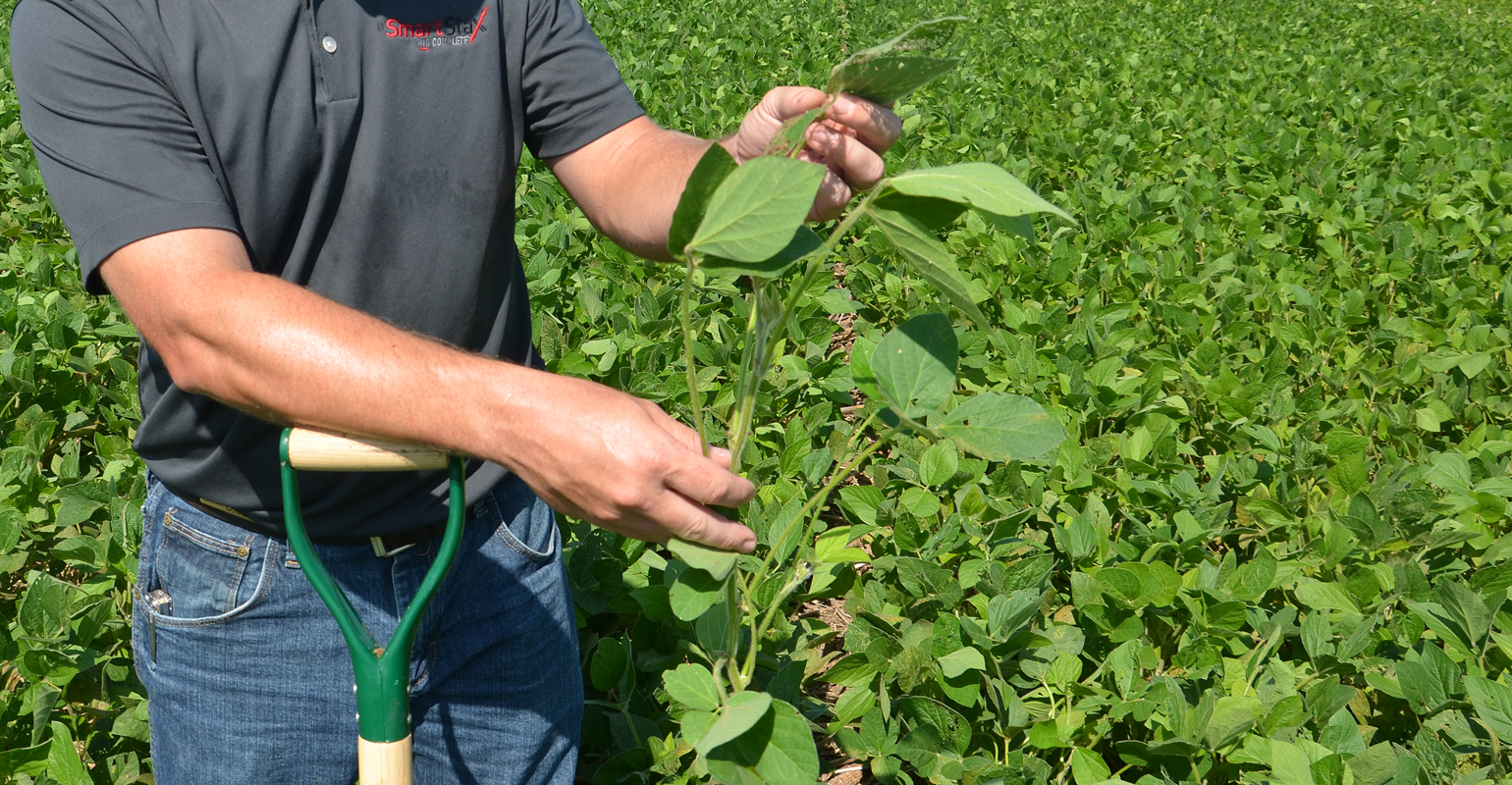 soybean growth stages pictures