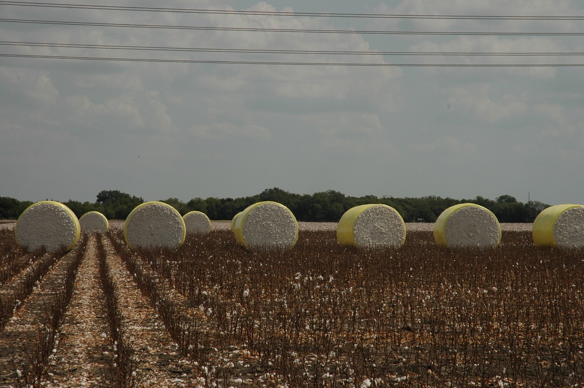 Prospect of delayed cotton sowing unnerves farmers - Business