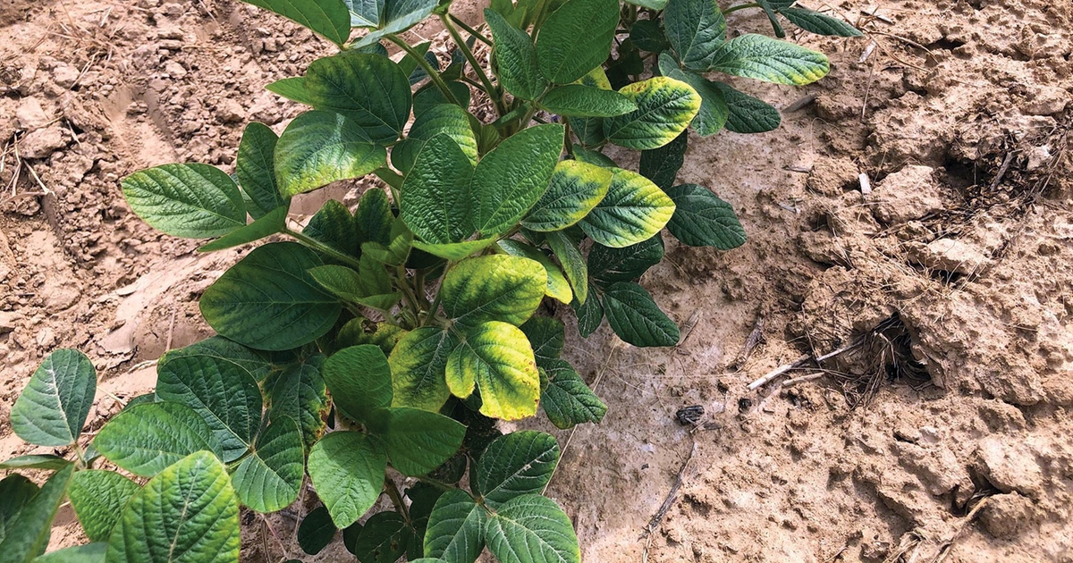 K deficiency exposes soybeans to 50 percent yield loss