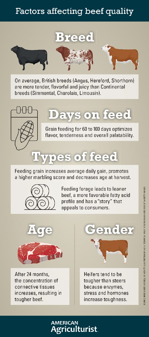 Factors effecting beef quality infographic