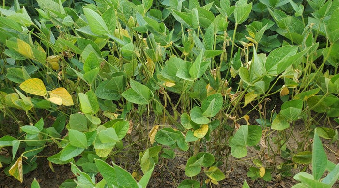 taproot decline in soybeans