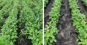 untreated and treated soybeans