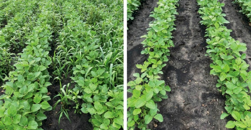 untreated and treated soybeans