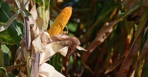 full, mature ear of corn on the stalk