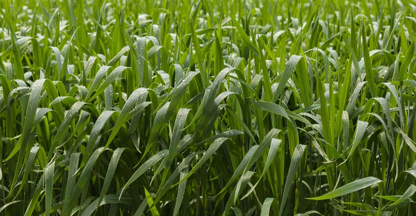 close-up of cereal rye 