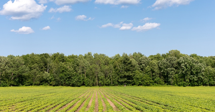 Rows of crops with forest in background