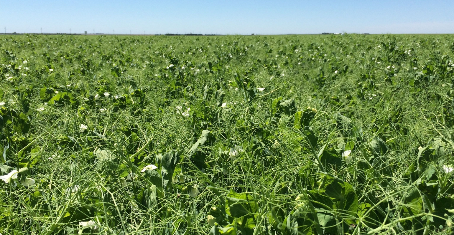 Field days to mix winter wheat with field pea research