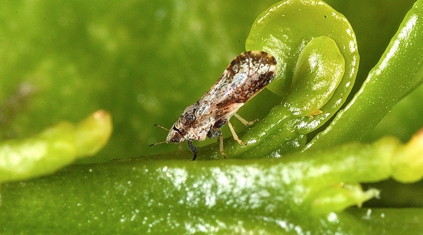 WFP-ARS-asian-citrus-psyllid.jpg WFP-ARS-asian-citrus-psyllid.jpg