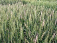 WheatFusariumHeadBlightLSUPadgett.jpg WheatFusariumHeadBlightLSUPadgett.jpg