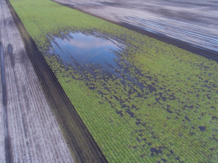 sugar beet field with standing water