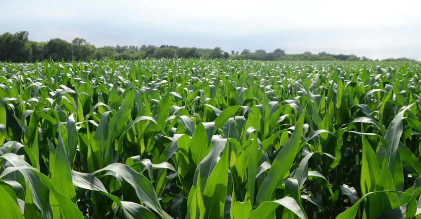 Closeup of corn field