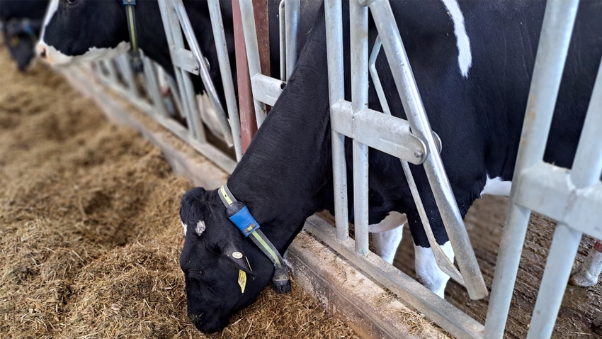 a Holstein cow with a collar eats from a feedbunk