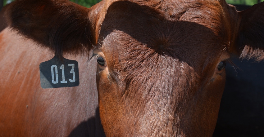 extreme closeup of red cow's face