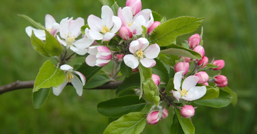 blossoms on apple trees
