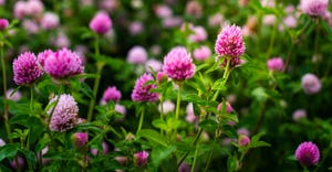 Close up of red clover