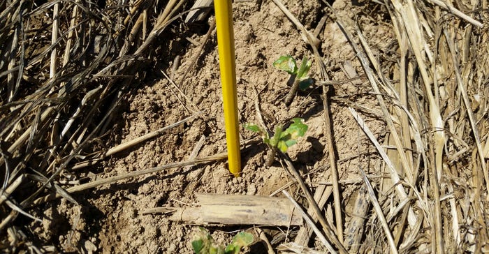 Soybean seedlings with severe slug feeding damage 