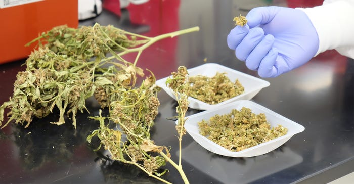 Buds from industrial hemp plants that are being studied at Kansas State University for 