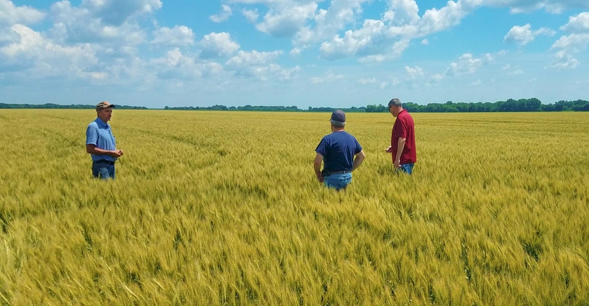 Three farmers standing in a wheat field