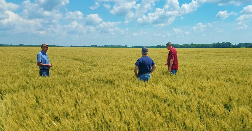 Three farmers standing in a wheat field Three farmers standing in a wheat field