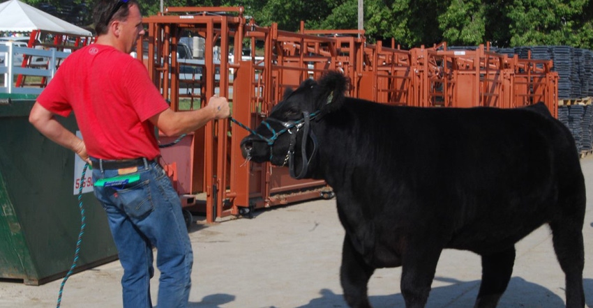 man with a bull at Iowa State Fair
