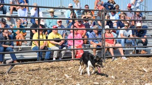 Border Collie herding in arena with people watching at HHD