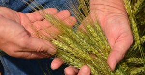 Hands holding wheat